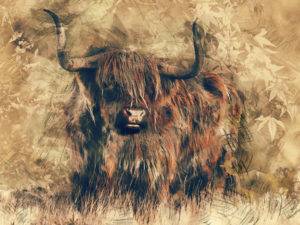 Highland Cow Iron On Transfer #3