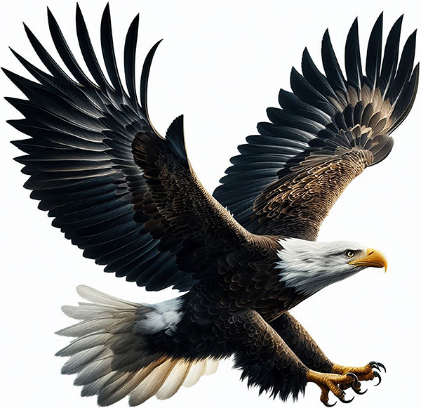 Soaring Bald Eagle Iron On Transfer #2